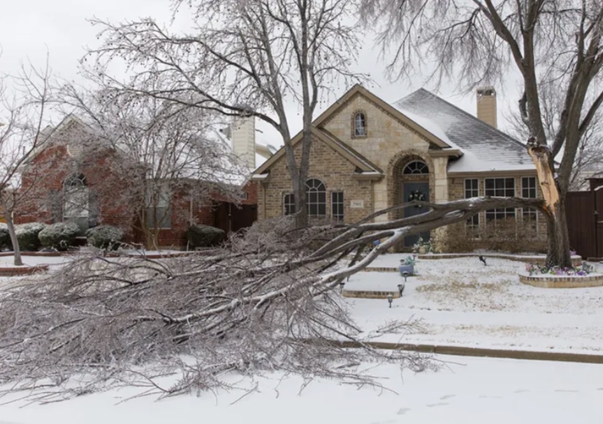 Tree down during winter after heavy snow damage